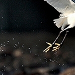 Envol de l'aigrette garzette